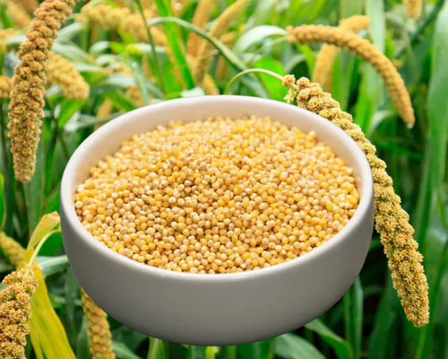 Foxtail Millet