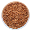 Samba Wheat