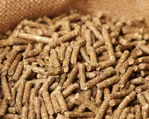 Cattle Feed