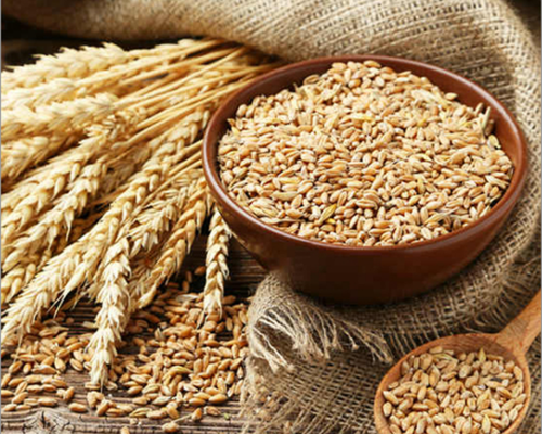 Wheat